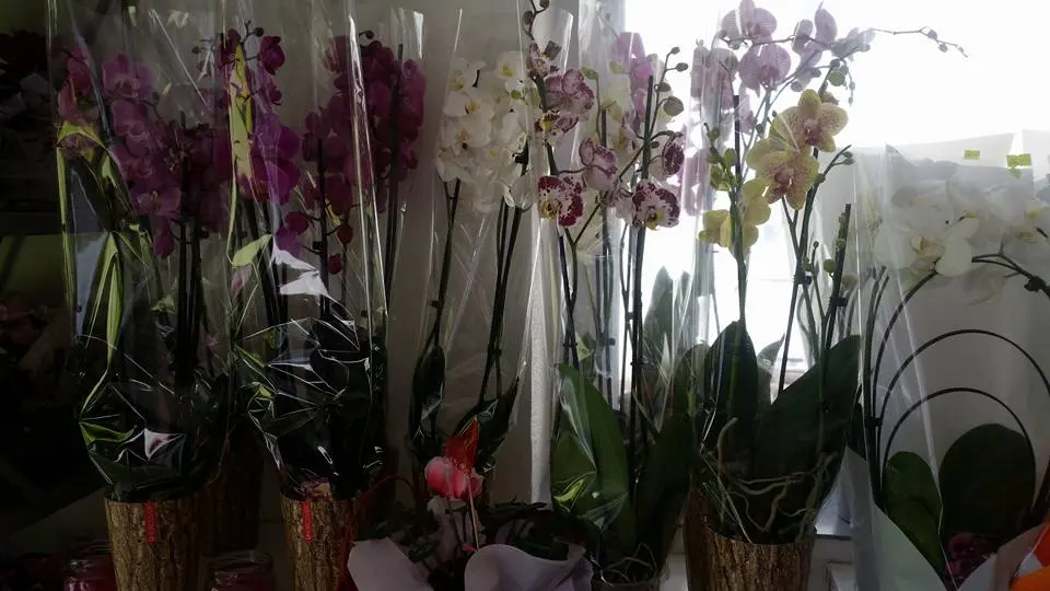 16938880_220744431665321_7589481242018131020_n