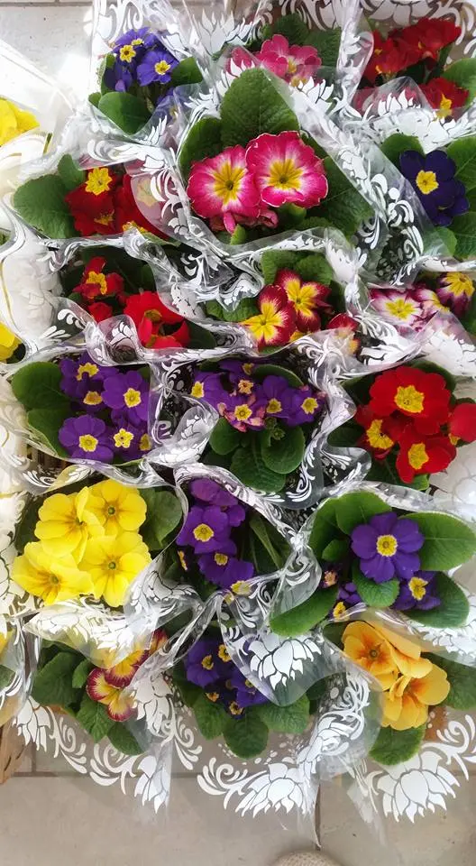 17022152_220744591665305_1031527228135050065_n