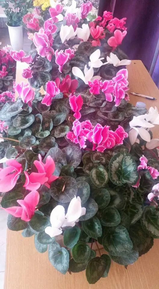 17022259_220744474998650_8267498369279983264_n