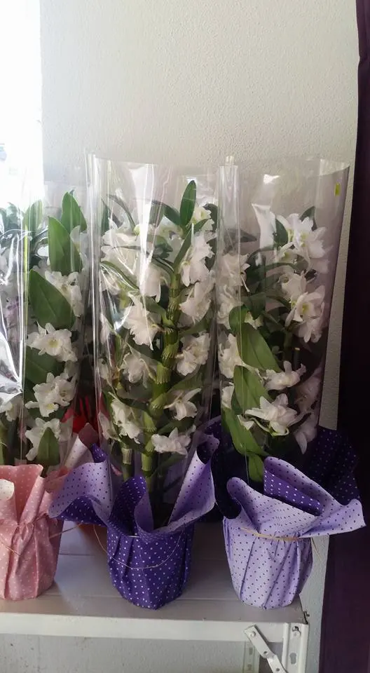 17098705_220744551665309_4652161533977227618_n