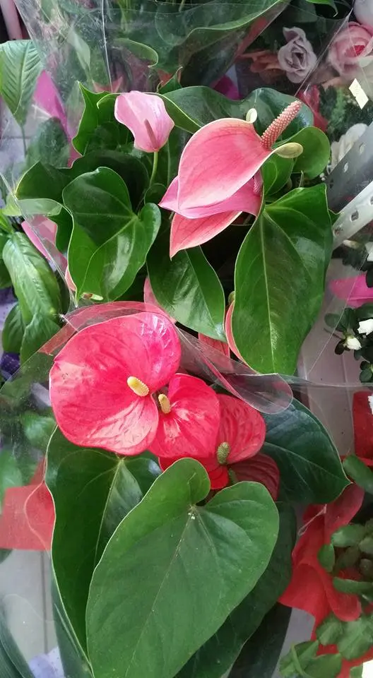 17103265_220744571665307_2471380838593186351_n