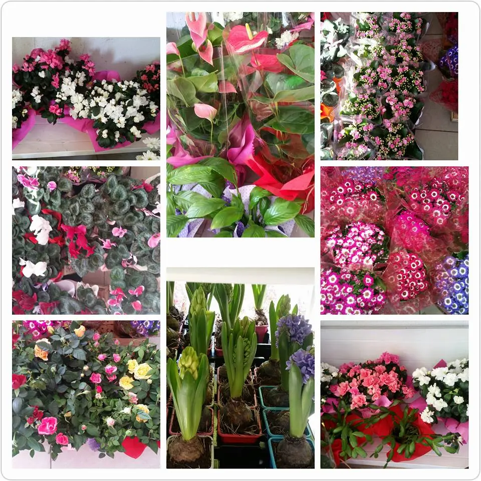 17103470_220744344998663_1926199395627692700_n