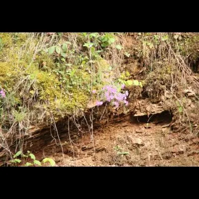 IMG_4337_Kopiraj IMG_4337_Kopiraj