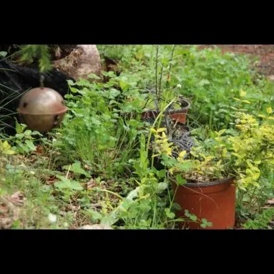 IMG_4356_Kopiraj IMG_4356_Kopiraj