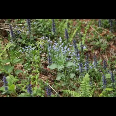 IMG_4398_Kopiraj IMG_4398_Kopiraj