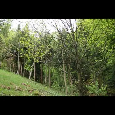 IMG_4403_Kopiraj IMG_4403_Kopiraj