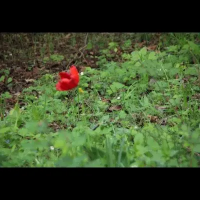 IMG_4460_Kopiraj IMG_4460_Kopiraj